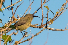 Southern Double-collared Sunbird [Cinnyris chalybeus subalaris]