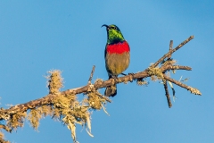 Southern Double-collared Sunbird [Cinnyris chalybeus subalaris]