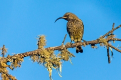 Amethyst Sunbird [Chalcomitra amethystina amethystina]