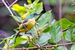 Collared Sunbird [Hedydipna collaris zuluensis]