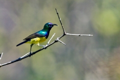 Variable Sunbird [Cinnyris venustus falkensteini]