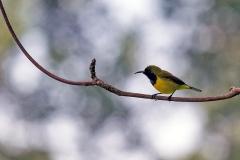Ornate Sunbird [Cinnyris ornatus ornatus]