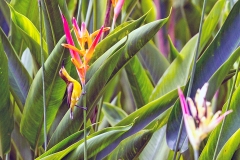 Ornate Sunbird [Cinnyris ornatus ornatus]