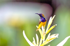 Ornate Sunbird [Cinnyris ornatus ornatus]