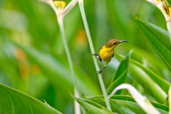 Ornate Sunbird [Cinnyris ornatus ornatus]
