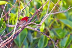 Crimson Sunbird [Aethopyga siparaja siparaja]