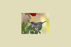 Eastern Violet-backed Sunbird [Anthreptes orientalis]