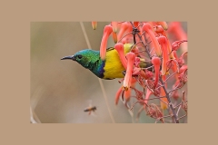 Collared Sunbird [Hedydipna collaris zuluensis]