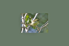Olive Sunbird [Cyanomitra olivacea ragazzii]