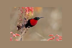 Scarlet-chested Sunbird [Chalcomitra senegalensis gutturalis]