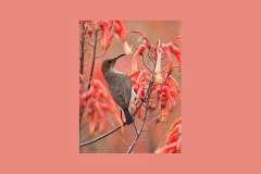 White-bellied Sunbird [Cinnyris talatala]