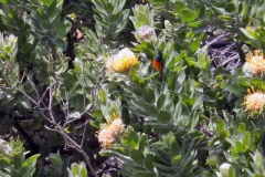 Orange-breasted Sunbird [Anthobaphes violacea]