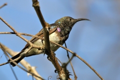 White-bellied Sunbird [Cinnyris talatala]