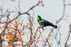 Marico Sunbird [Cinnyris mariquensis mariquensis]