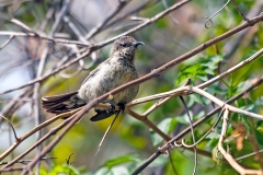 Marico Sunbird [Cinnyris mariquensis mariquensis]