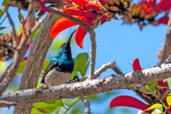 White-bellied Sunbird [Cinnyris talatala]