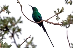 Malachite Sunbird [Nectarinia famosa famosa]