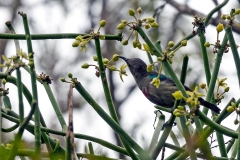 Neergaard's Sunbird [Cinnyris neergaardi]