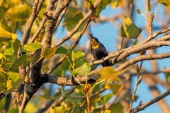 Copper Sunbird [Cinnyris cupreus chalceus]