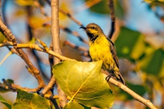 Collared Sunbird [Hedydipna collaris garguensis]