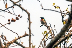Western Miombo Sunbird [Cinnyris gertrudis]