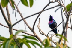 Splendid Sunbird [Cinnyris coccinigastrus]