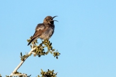 Dusky Sunbird [Cinnyris fuscus fuscus]