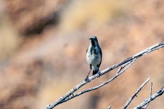 Dusky Sunbird [Cinnyris fuscus fuscus]