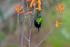Marico Sunbird [Cinnyris mariquensis mariquensis]
