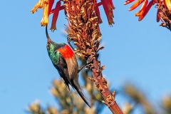 Greater Double-collared Sunbird [Cinnyris afer]