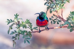 Greater Double-collared Sunbird [Cinnyris afer]