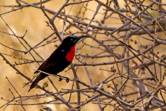 Hunter's Sunbird [Chalcomitra hunteri]