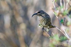 Hunter's Sunbird [Chalcomitra hunteri]