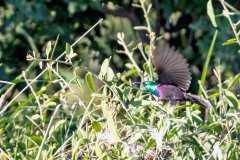 Marico Sunbird [Cinnyris mariquensis suahelicus]