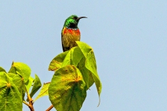 Eastern Double-collared Sunbird [Cinnyris mediocris]