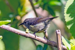 Eastern Double-collared Sunbird [Cinnyris mediocris]