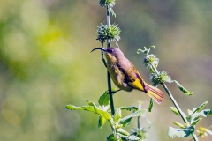 Golden-winged Sunbird [Drepanorhynchus reichenowi reichenowi]