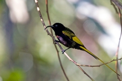Golden-winged Sunbird [Drepanorhynchus reichenowi reichenowi]