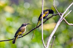 Golden-winged Sunbird [Drepanorhynchus reichenowi reichenowi]