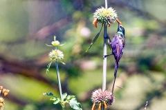 Bronze Sunbird [Nectarinia kilimensis kilimensis]