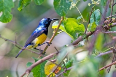 Variable Sunbird [Cinnyris venustus falkensteini]
