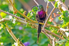 Tacazze Sunbird [Nectarinia tacazze jacksoni]