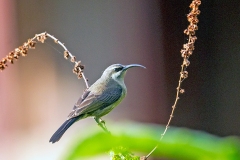 Tacazze Sunbird [Nectarinia tacazze jacksoni]