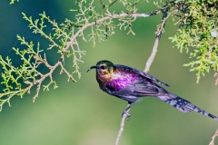 Tacazze Sunbird [Nectarinia tacazze jacksoni]