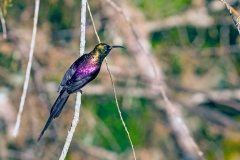 Tacazze Sunbird [Nectarinia tacazze jacksoni]