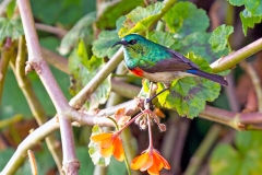 Eastern Double-collared Sunbird [Cinnyris mediocris]