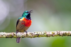 Northern Double-collared Sunbird [Cinnyris reichenowi reichenowi]