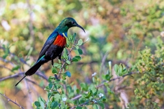 Black-bellied Sunbird [Cinnyris nectarinioides nectarinioides]