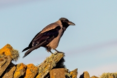 Hooded Crow [Corvus cornix cornix]
