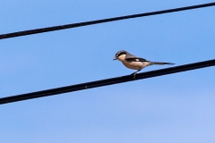 Iberian Grey Shrike [Lanius meridionalis